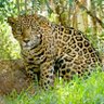The Jaguar That Never Lies profil fotoğrafı