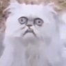 jaf's profile picture