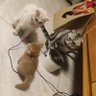 ヒノカケラ 的头像