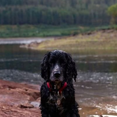 James' dog.'s profile picture