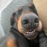 Doberchops's profile picture