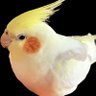 CuriousFinch 的头像