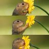 Profilbild von ଗୁଣ୍ଡୁଚି ମୂଷା 🐿️
