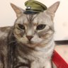 Profilbild von 國軍喵司令🇹🇼(互fo/台北の虎🐯