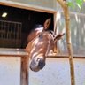 Фото профиля Horse Space 紡◆マンスリーサポーター~紡っ子クラブ~募集中!◆