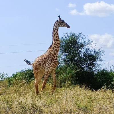 GranvilleSoi's profile picture