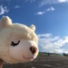 あきりん🦙's profile picture