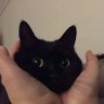 Cryptocat's profile picture