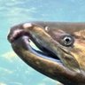 Profilbild von ますやん🐟