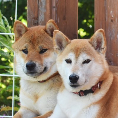 ピザになりたい's profile picture