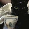 🐱's profile picture