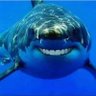 Meme Shark profil fotoğrafı