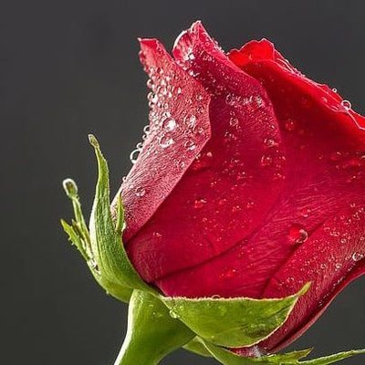 🌹فيفي مراد🌹's profile picture