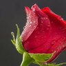 🌹فيفي مراد🌹's profile picture