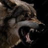 Profilbild von Vile E Coyote (super/genius)