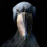 Profilbild von kawan