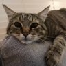 Thecatswhiskers🇮🇪 的头像