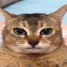 ian profil fotoğrafı