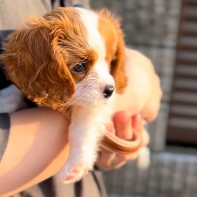 実家の犬がかわいすぎる's profile picture