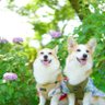 ハナスカの下僕 profil fotoğrafı