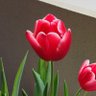 Фото профиля 桜花