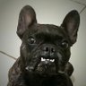 Фото профиля GordoResistente