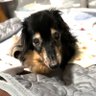もも@愛犬日記 的头像