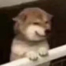 Yamcom's profile picture