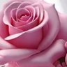 Profilbild von صريح
