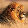 INTARE Y’INKAZI 🦁's profile picture