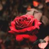 Syed Ishtiaq Ahmed's profile picture