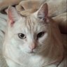 ねんどにゃっき's profile picture