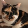 Profilbild von LoveCats