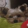 りんすけ profil fotoğrafı
