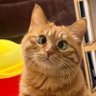 NeeO profil fotoğrafı