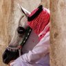 Фото профиля أَبو مُجاهِد التَّمِيمِي