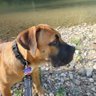 Rempe The Boerboel 的头像