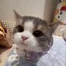 紫米露's profile picture
