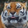 Ali Hany profil fotoğrafı