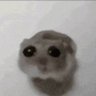 CammyWhammy🍉 的头像