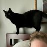 Black Cat Crazy ❤️🤍💙's profile picture