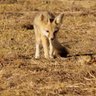 Фото профиля SJKitFox