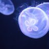 海月 的头像