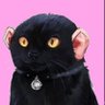 Fauna's profile picture