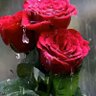 la rose profil fotoğrafı