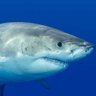 Snarkshark's profile picture