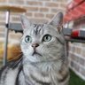 るるてぃあさん's profile picture