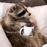 Alfajor (🍞🐝)'s profile picture