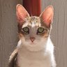 Jorge Galvez's profile picture