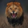 Port Harcourt patriot's profile picture